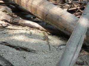 Lovely lizards in Tayrona NP