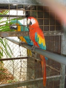 Perhaps he liked birds?