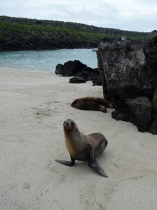 Sea lions
