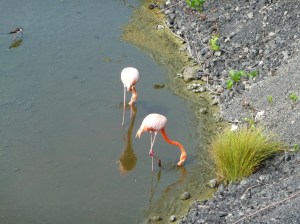 Flamingo Pond on Isabela Island