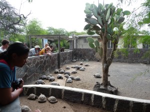 Tortoise Breeding Centre on Isabela Island
