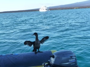 Our hitch-hiker - flightless cormorant