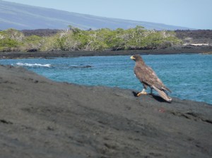 Galápagos hawk