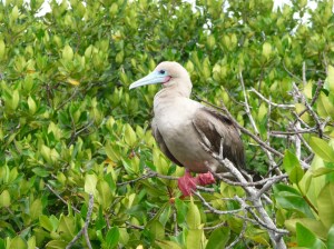 Red footed boobie