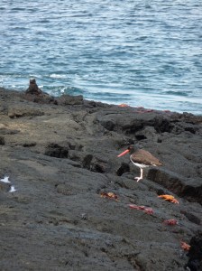 American Oystercatcher