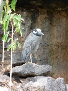 Yellow crowned night heron