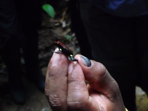 A frog with a lethal poison off its skin
