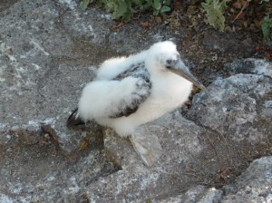Juvenile Nasca boobie