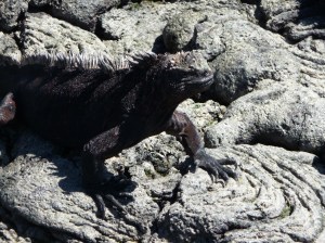 Marine iguana