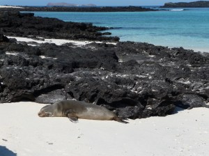 Onto Chinese Hat - sea lions