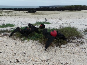 Genovesa Is - Frigates