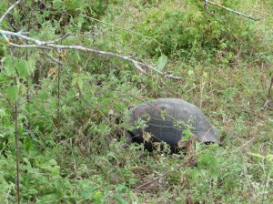 Santa Cruz Island (Whale Bay) - giant tortoise only about 25 years old