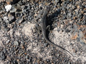 Lava lizard