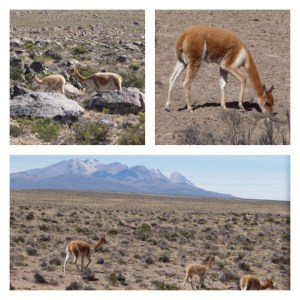 Vicuñas in the National Reserve of Salinas and Aguada Blanca
