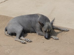 The hairless Peruvian dog hanging out at the Huaca