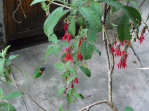 Hummingbird at camp