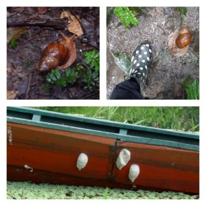 Breed snails big in these parts!