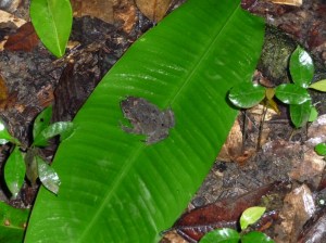 Leaf frog - common name not just because I've photographed it on a leaf!