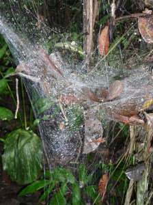 Don't want to walk into that one - spider lurking in the middle