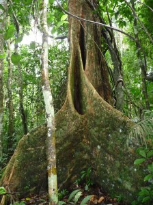Grand old camphor laurel 