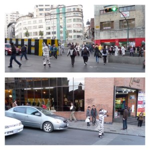 A new take on zebra crossings - not sure how safe it is for the zebras!