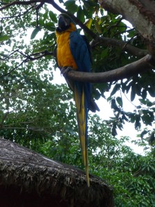 Hyacinth and yellow macaw