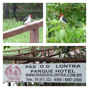 Passo do Lontra - Pantanal, Brazil