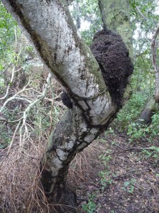 Termites going to town!