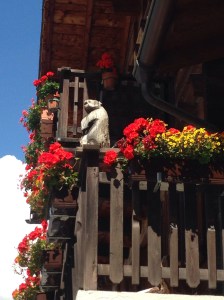 A bit of marmut spotting. 