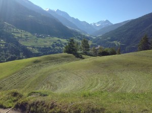 The smell of freshly cut grass!