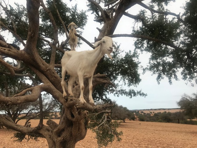 9E647D70-4BBA-4CDC-A244-954518DCC113